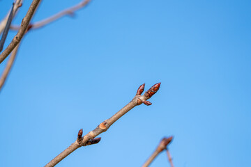 Buds on a tree in spring