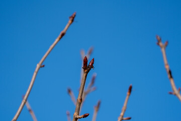 Buds on a tree in spring