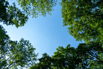 Treetops with sky. Shot from below.