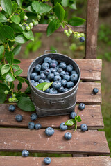 Sweet blueberries grown in the backyard garden.