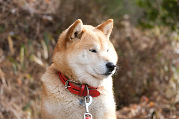 日光浴をする柴犬