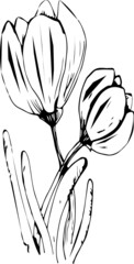 Crocus flowers in graphic style