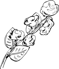 Black and white cotton branch with leaves