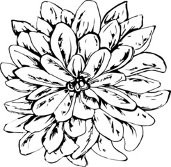 The blossom Dahlia Flower in graphic style