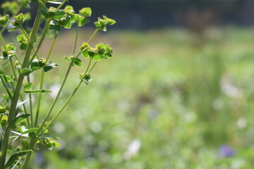 flowers in the forest