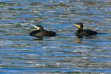 海岸や湖でよく見られる身近な水鳥カワウ