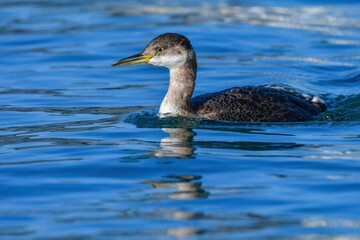 夏に北海道で繁殖し冬に東京湾等の海辺で見られる渡り鳥アカエリカイツブリ