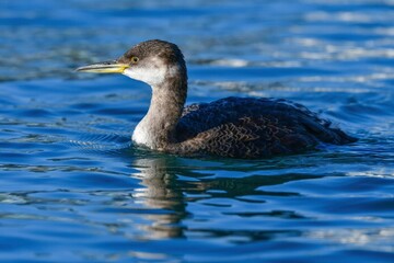夏に北海道で繁殖し冬に東京湾等の海辺で見られる渡り鳥アカエリカイツブリ