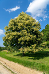 Blooming chestnut tree. Sweet eatable chestnut, In Latin: Castanea Sativa.