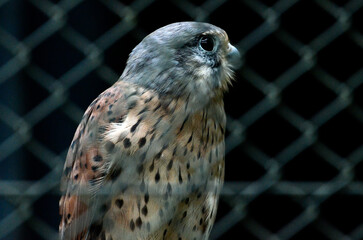 チョウゲンポウ