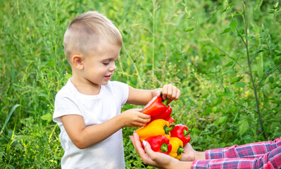 the child holds fresh vegetables in his hands, eats pepper. selective focus