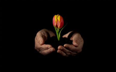 Tulpe Frühling Natur 