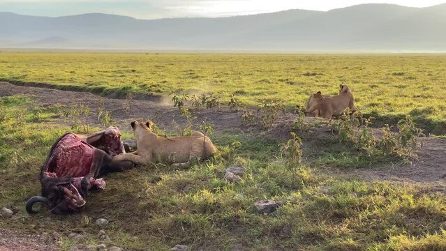 A wild lioness is eating a dead buffalo. Two other lionesses are playing with each other. Ngorongoro National Park. Safari in Africa. A huge crater in Tanzania on the edge of the Serengeti savanna.