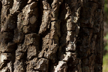 Detail of the texture of a tree, with the sun shining on the surface. Tree concept. Natural wood concept.