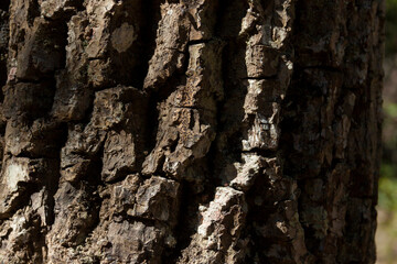 Detail of the texture of a tree, with the sun shining on the surface. Tree concept. Natural wood concept.
