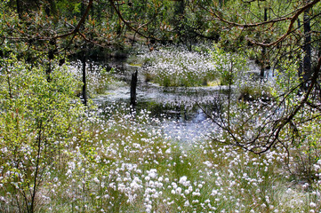 Blühendes Wollgras im Pietzmoor, Lüneburger Heide