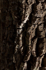 Detail of the texture of a tree, with the sun shining on the surface. Tree concept. Natural wood concept.