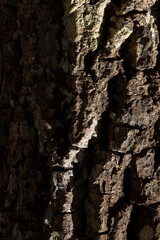 Detail of the texture of a tree, with the sun shining on the surface. Tree concept. Natural wood concept.