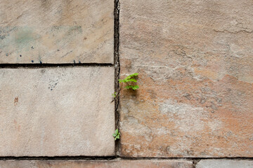 Marble stones on the wall of a building with plants growing between the stones.