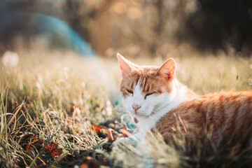 Cute, domestic yellow white cat resting outdoors