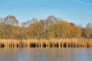 See, Eisschicht, Schilf, kalt