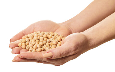 raw chickpeas in hands
