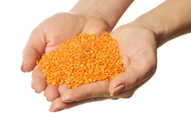 raw lentils in hands