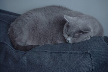 Chat chartreux endormi sur un dossier de canapé
