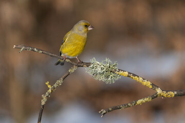 The Greenfinch (Chloris chloris)