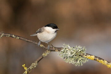 The marsh tit (Poecile palustris)