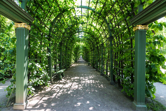 Alley Berso in the Summer Garden in St. Petersburg. Russia