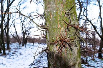 Bright acacia thorns in the winter forest.