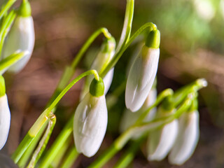 spring snowdrop flower