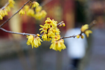 The blooming plum blossoms,Winter and spring background photos