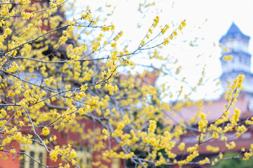 The blooming plum blossoms,Winter and spring background photos