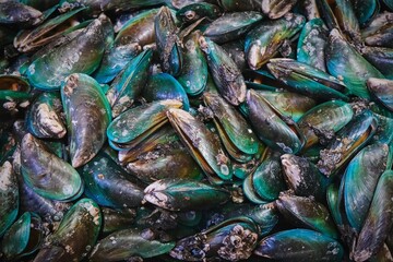 Perna canaliculus, New Zealand green-lipped mussel or greenshell mussels farmed and export to...