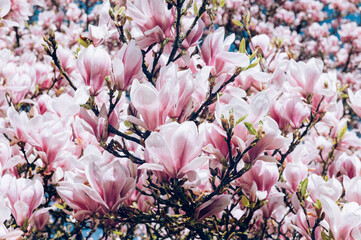 Pink Magnolia Tree with Blooming Flowers during Springtime