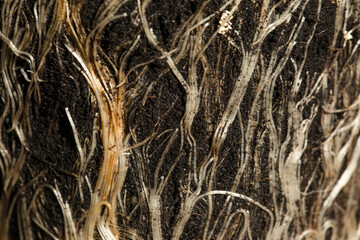 Fototapeta na wymiar Cereal barley roots growing into black soil