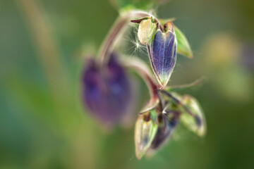 bee on flower