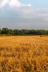 Golden wheat fields