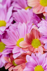 Closeup view of beautiful blooming chrysanthemum flowers