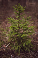 a small Christmas tree that is located in the forest