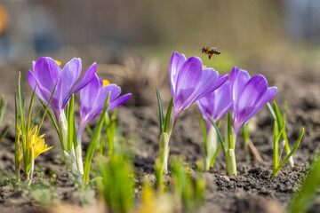 Honey Bee collecting the nectar from Flowers Crocus in the garden closeup. Nature in spring. Flora and fauna in Springtime. Macro photography of an Insect. - 486707476