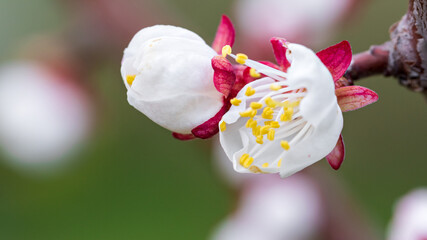 Blooming Apple Tree in Spring close-up on Orchard. Agriculture.