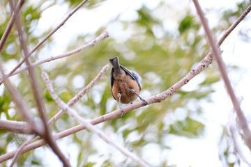枝に止まっているヤマガラのおしり