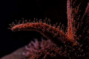Detail of a red starfish