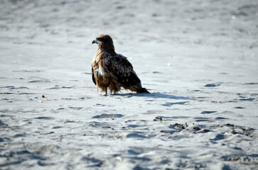 砂浜の鳶