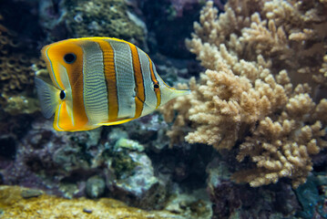 Fototapeta na wymiar Copperband butterflyfish, or beaked coral fish (Chelmon rostratus)