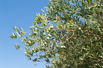 Detail of olive tree, Olea Europaea, mediterranean fruit from Dalmatia, Croatia