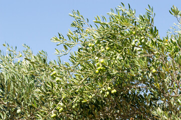 Detail of olive tree, Olea Europaea, branch full with olives before harvest, mediterranean fruit...